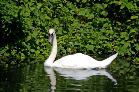 Bird Ecosystem Swan Fauna