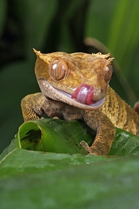 Image details tongue