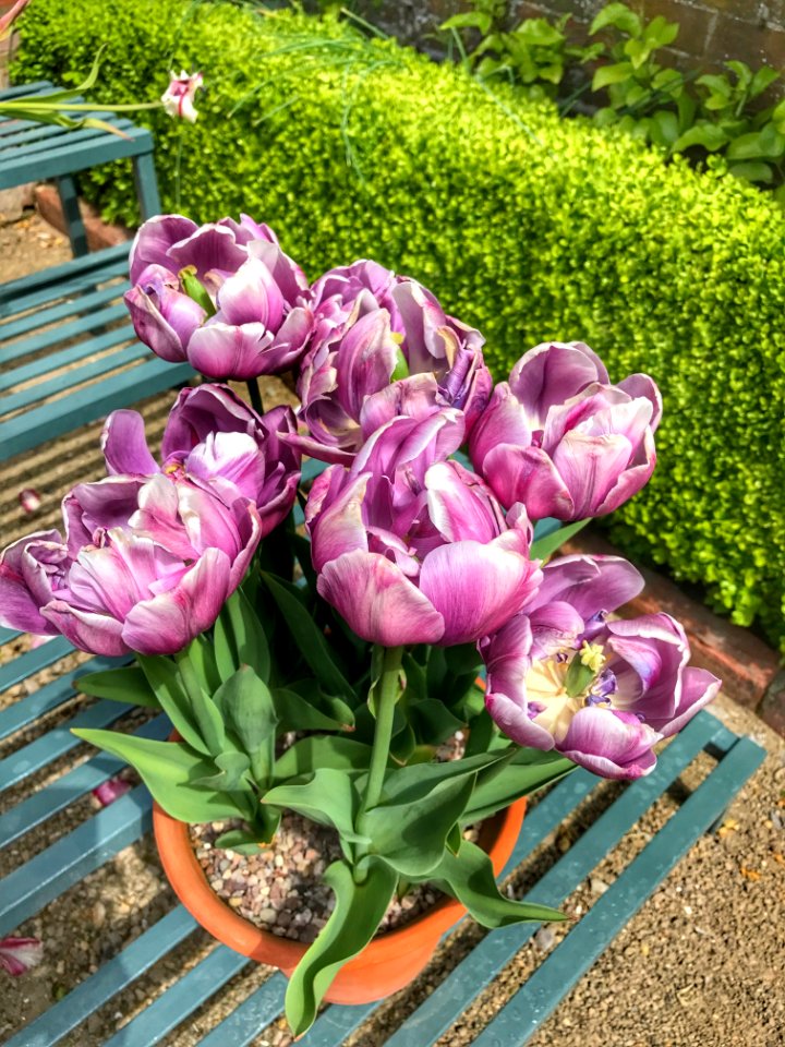 Plant Flower Flowering Plant Tulip