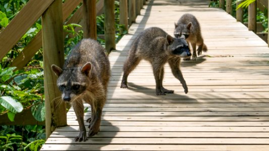 Mammal Fauna Wildlife Procyonidae