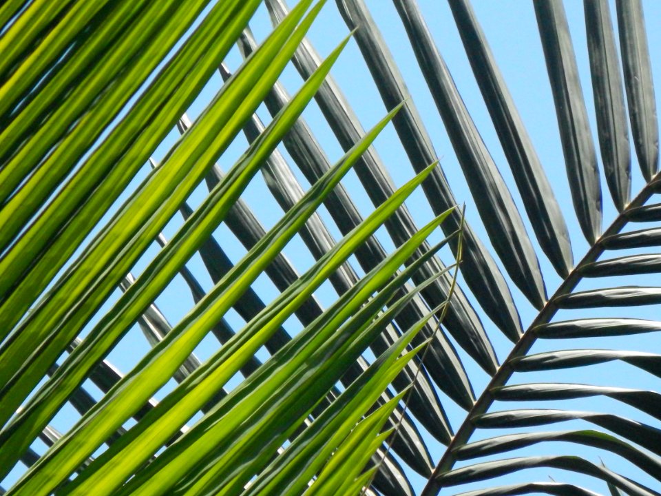 Leaf Plant Line Tree