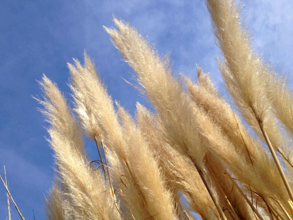 Sky Grass Family Close Up Phragmites