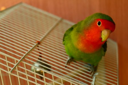 Bird Parrot Beak Cage photo