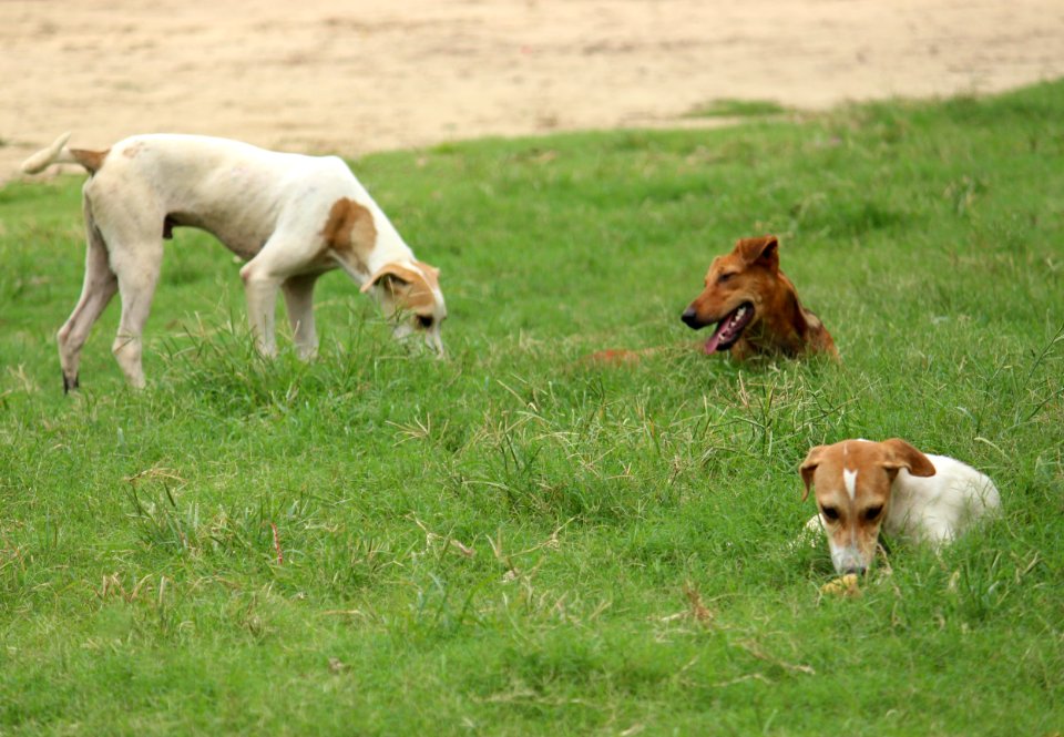 Dog Breed Grass Dog Grassland