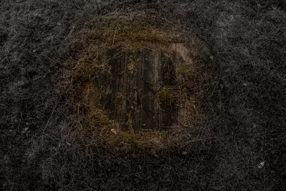 Grass Forest Atmosphere Darkness