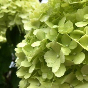 Flower Plant Hydrangea Flowering Plant