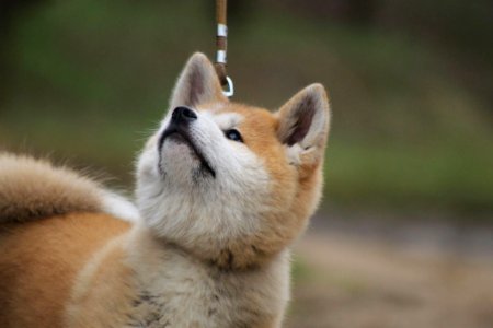 Dog Like Mammal Mammal Dog Breed Group Dog Breed
