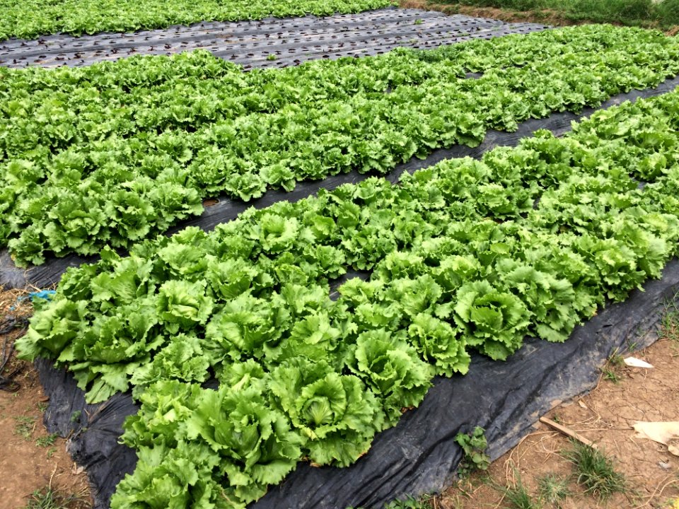 Leaf Vegetable Agriculture Produce Field
