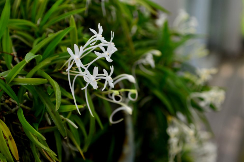 Plant Flower Flora Hymenocallis