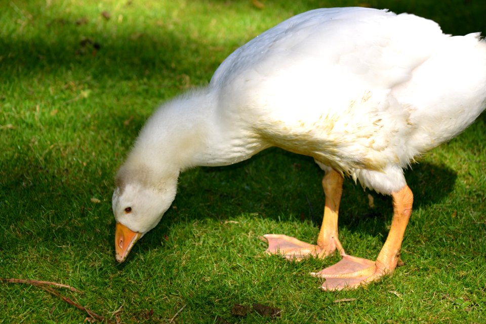 Bird Water Bird Beak Fauna