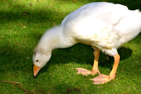 Bird Water Bird Beak Fauna