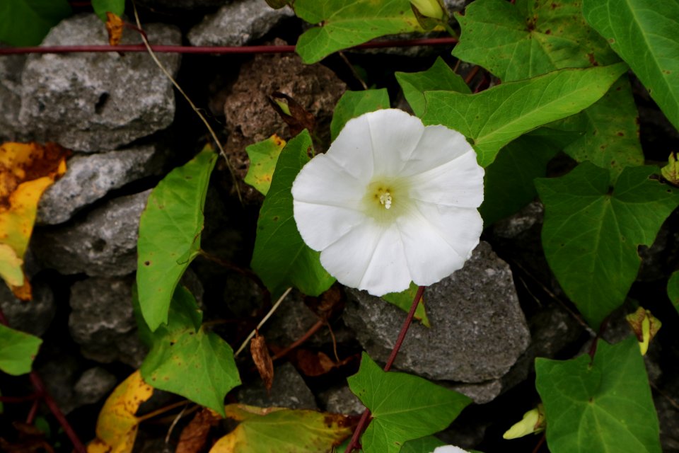 Plant Flower Wildflower Flora