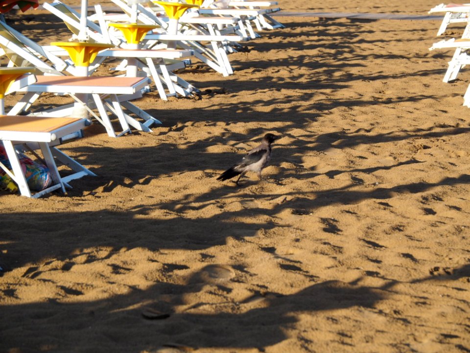 Sand Soil Wood Shadow