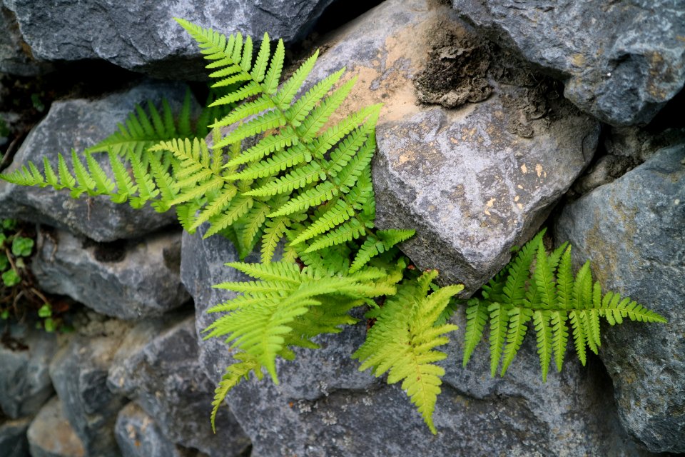 Plant Ferns And Horsetails Vegetation Fern photo