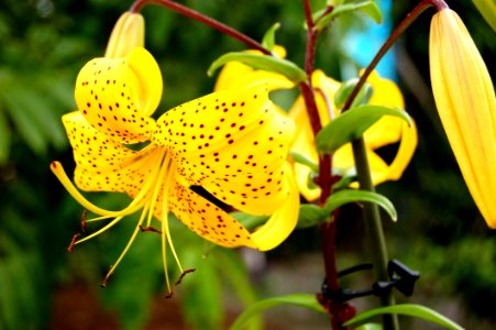 Flower Lily Plant Flora