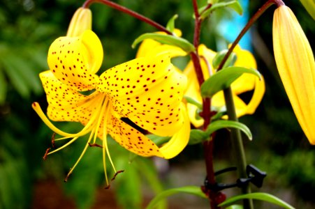 Flower Lily Plant Flora photo