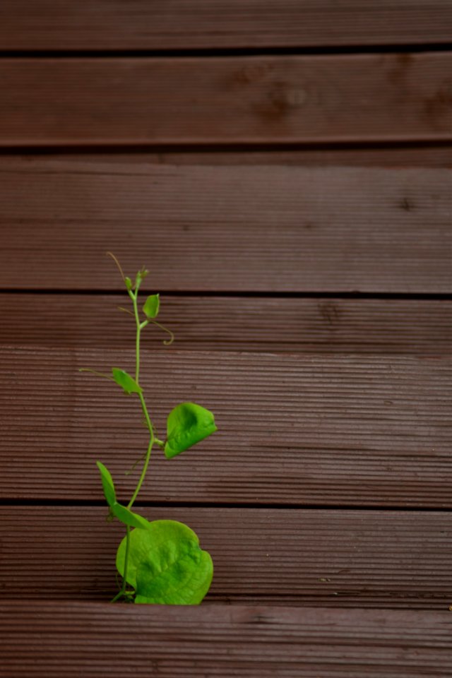 Green Leaf Wood Wood Stain