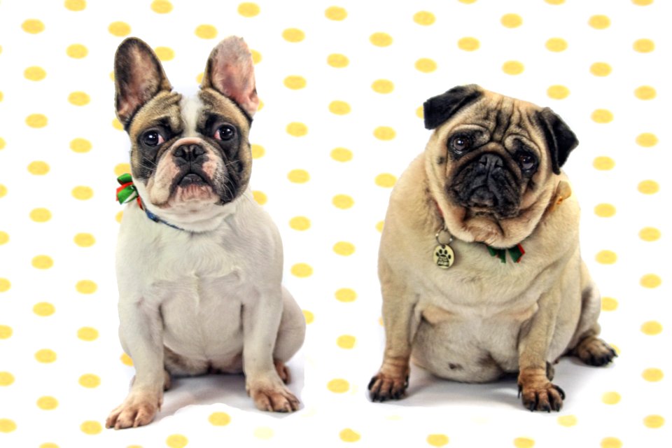 Dog Pug Dog Breed Dog Like Mammal