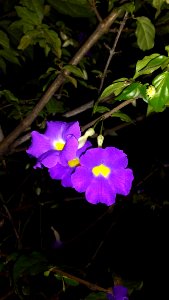 Flower Flora Plant Purple
