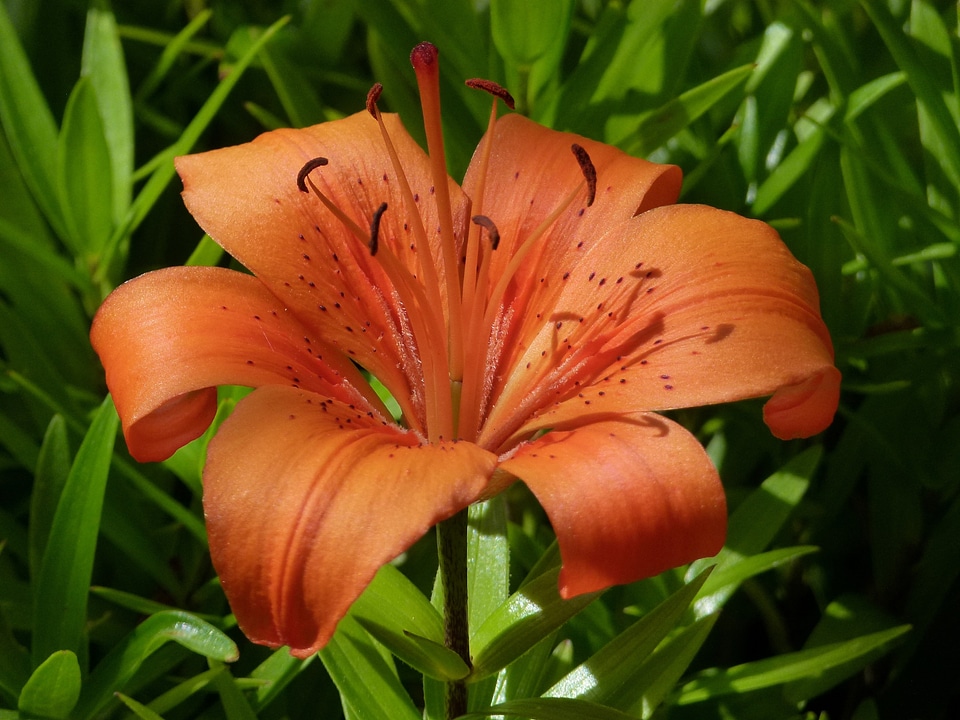Beautiful close-up nature