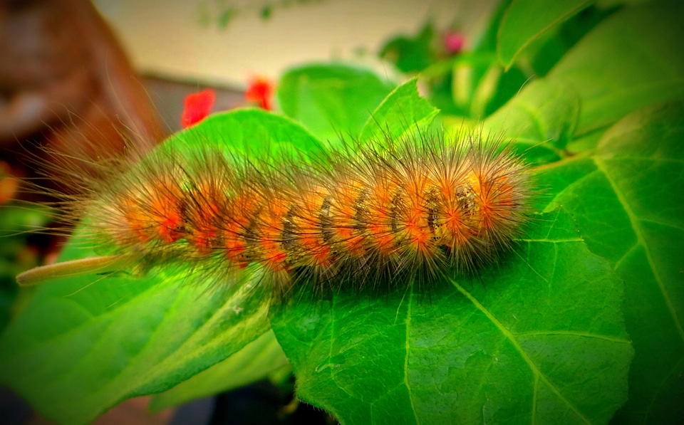 Hairy wildlife bug
