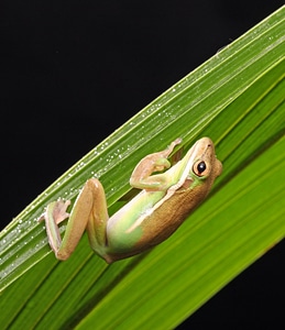 Close-up details palm leaf photo