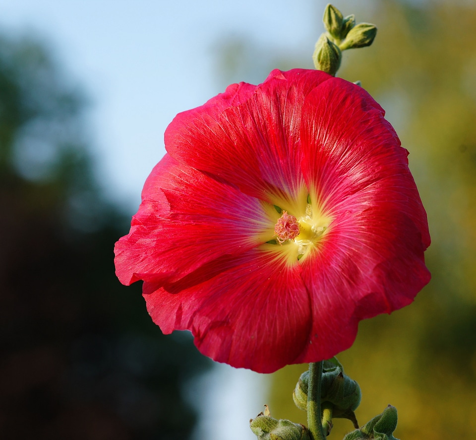 Bloom close up red