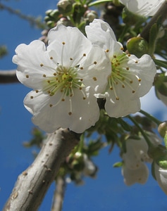 Blossom bloom blossom