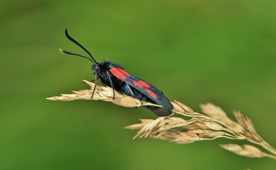 Beetle animals fauna