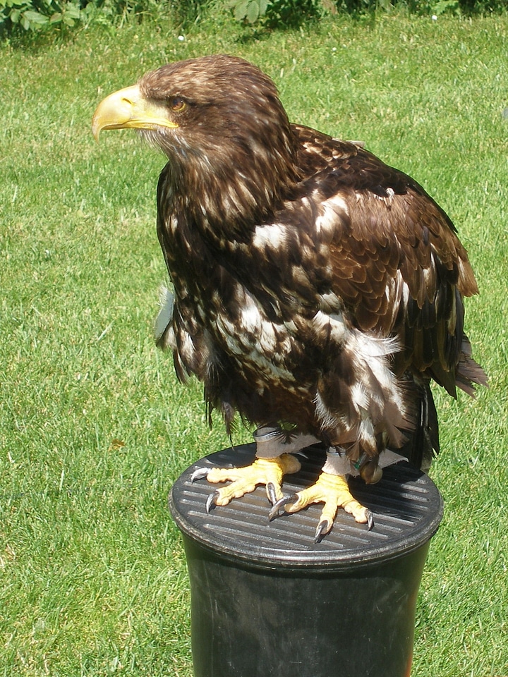 Raptor flying animal
