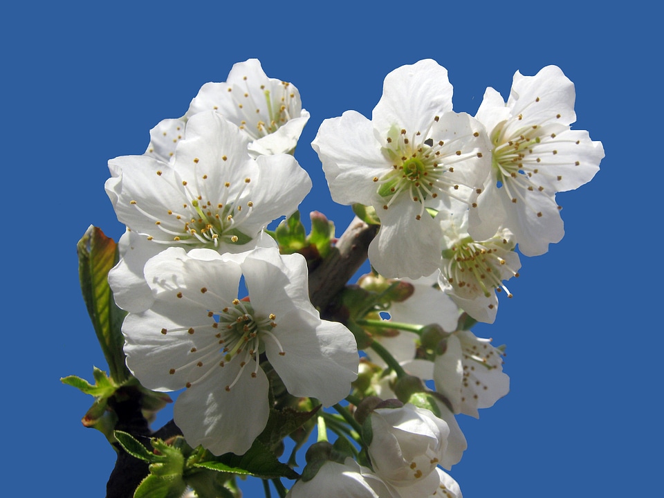 Spring blossom bloom