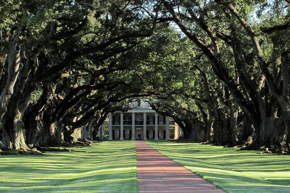 Oak trees louisiana america