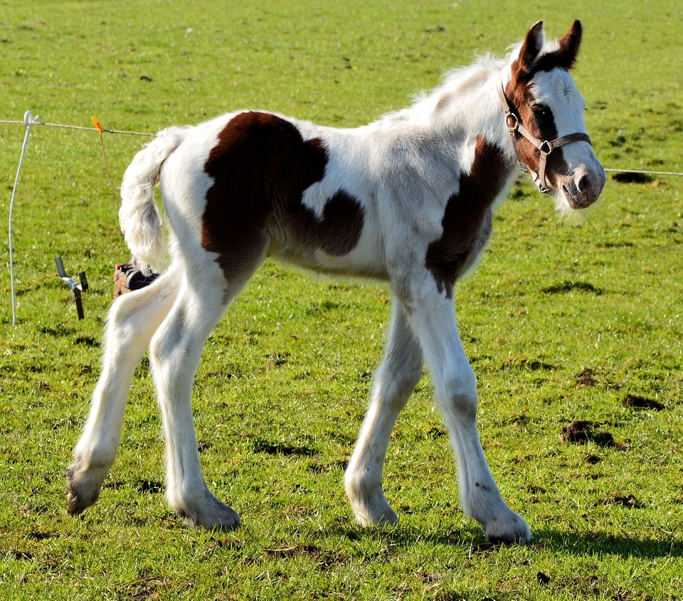 Equine mammal young