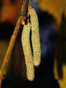 Macro close up nature