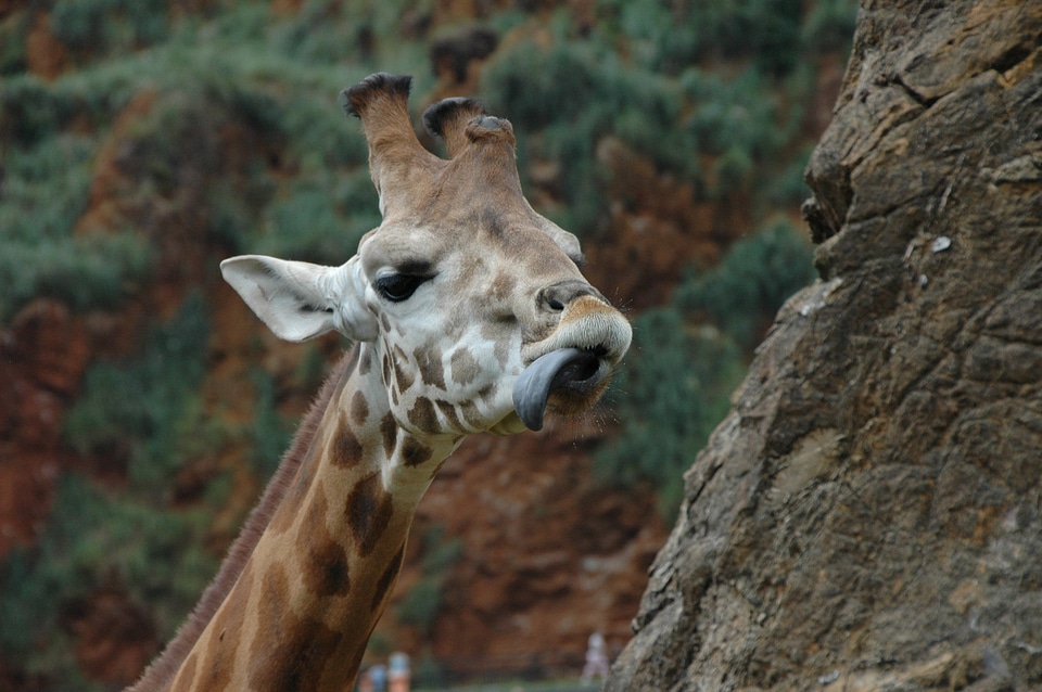 Giraffe language head