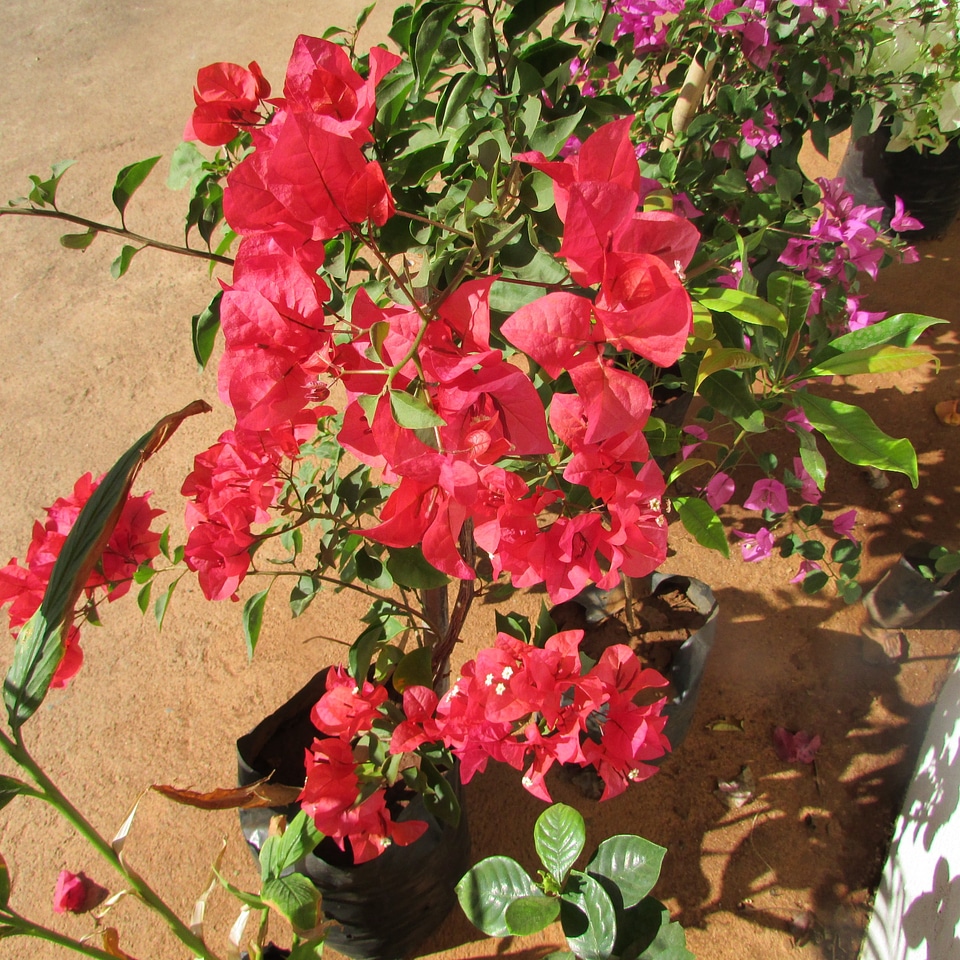Dharwad india floral