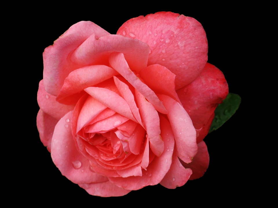 2011 koblenz rose