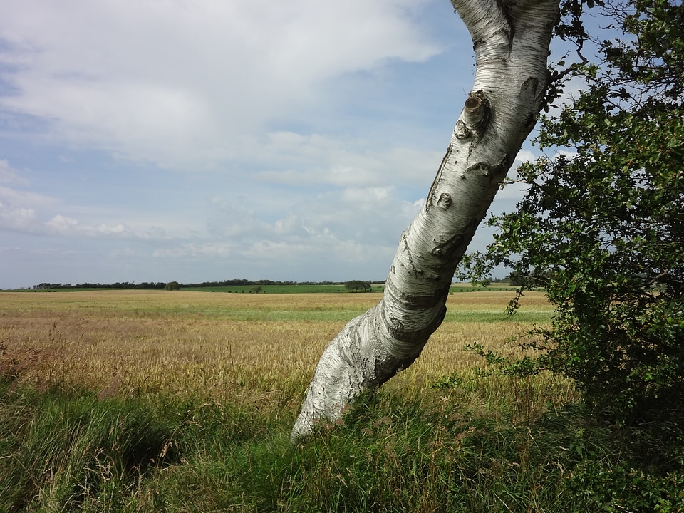 Nature cereals birch