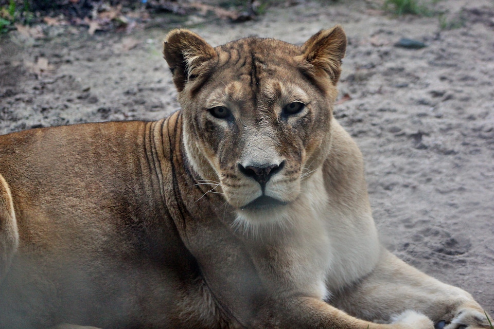 Animal world lion lioness