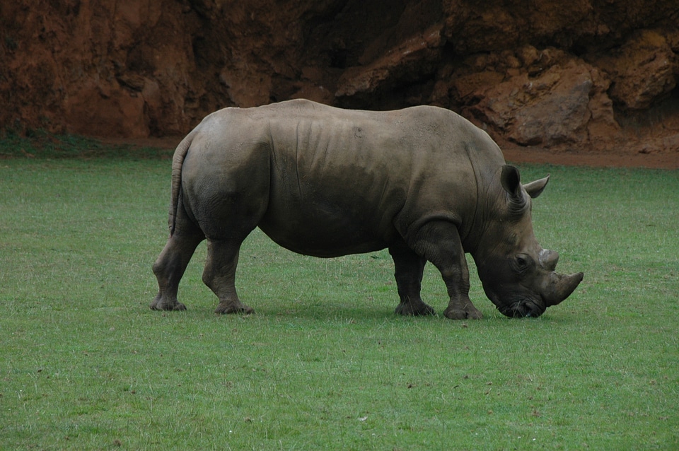 Africa horn nature