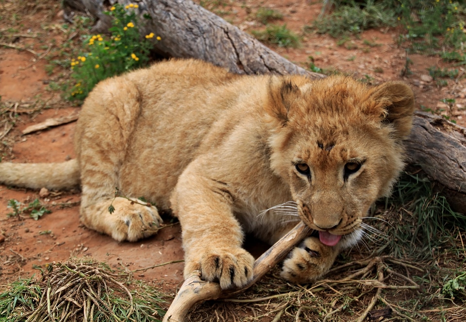 Animal world animal mammal