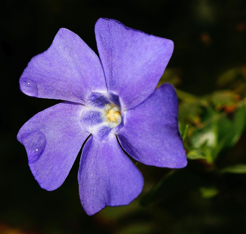 Bloom purple macro