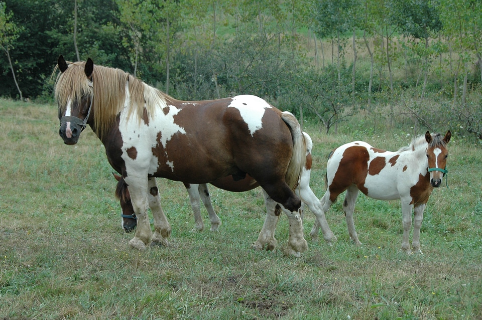 Horse field animals
