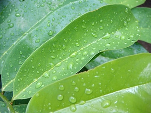 Green water drops photo