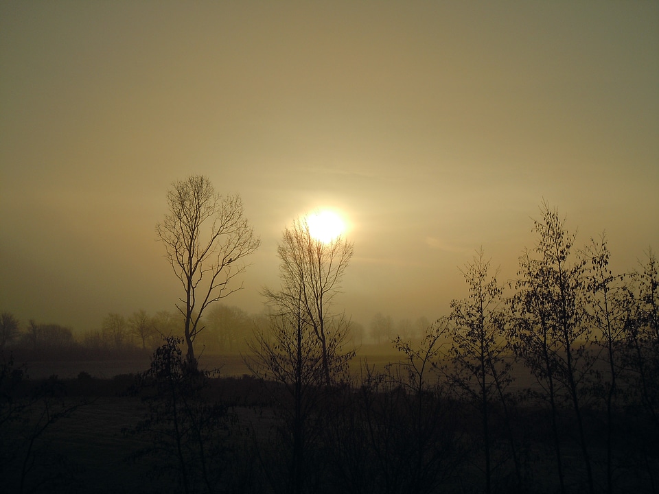 Backlighting trees silhouettes photo