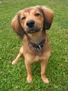 Brown snout head