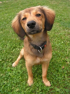 Brown snout head photo