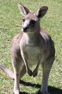 Marsupial nature wild