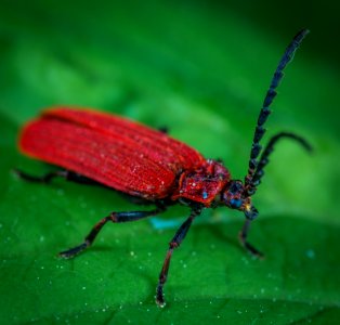 Red Weevil On Green Leaf photo