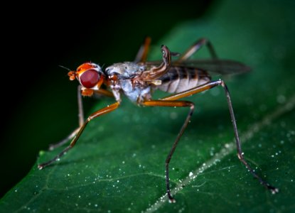 Macro Photography Of Insect On Leaf photo